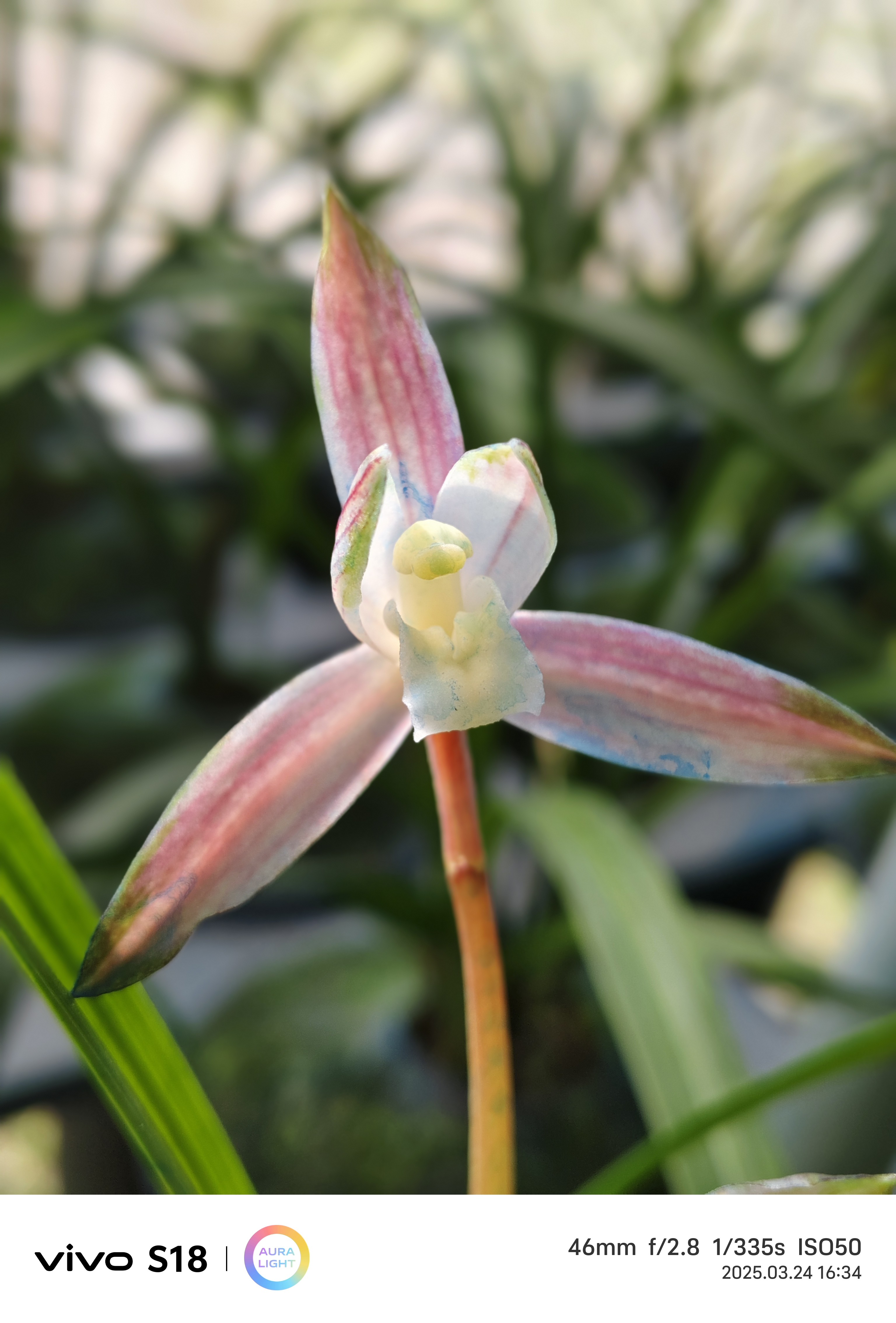 春建红霞素，早花开麻壳素，晚花开彩素