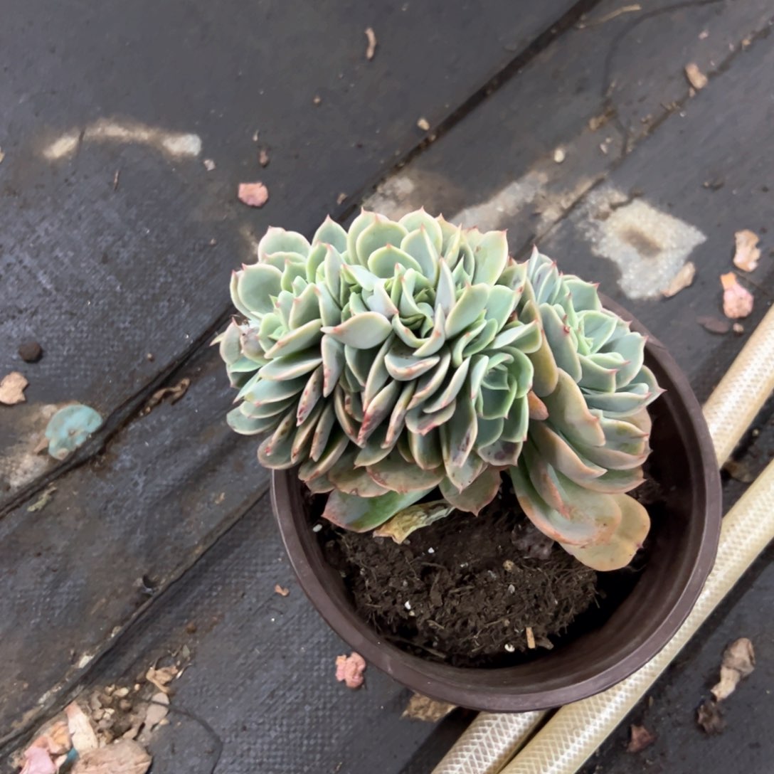 *️****白雪公主28 零零多肉植物