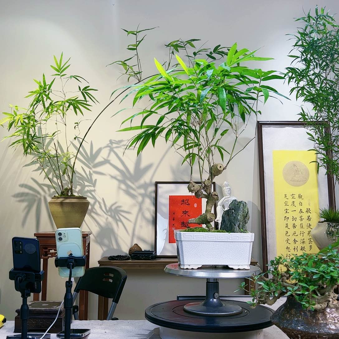 勝****子老桩精品竹盆景