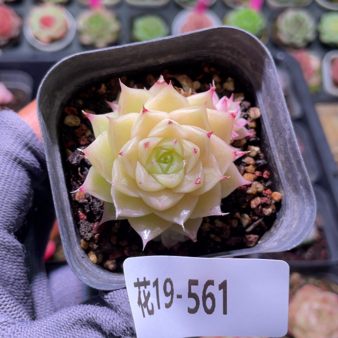花利美19-561麦秆