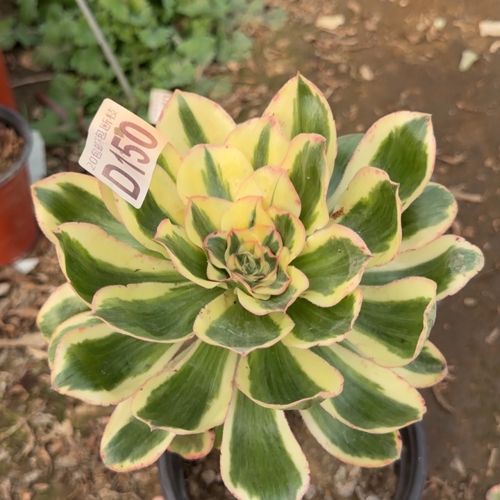 艳姿锦……多肉植物……