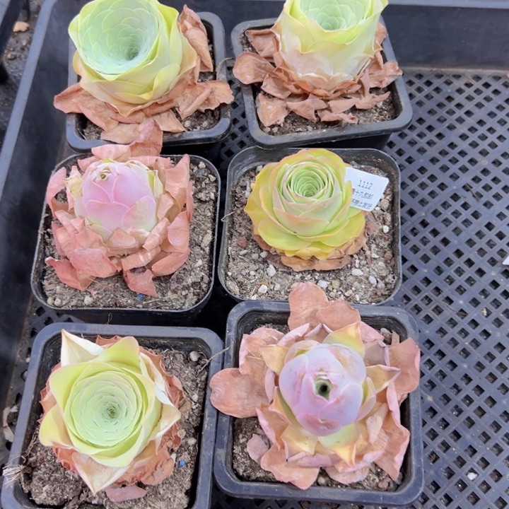 1112 裸根不带土发货不包损