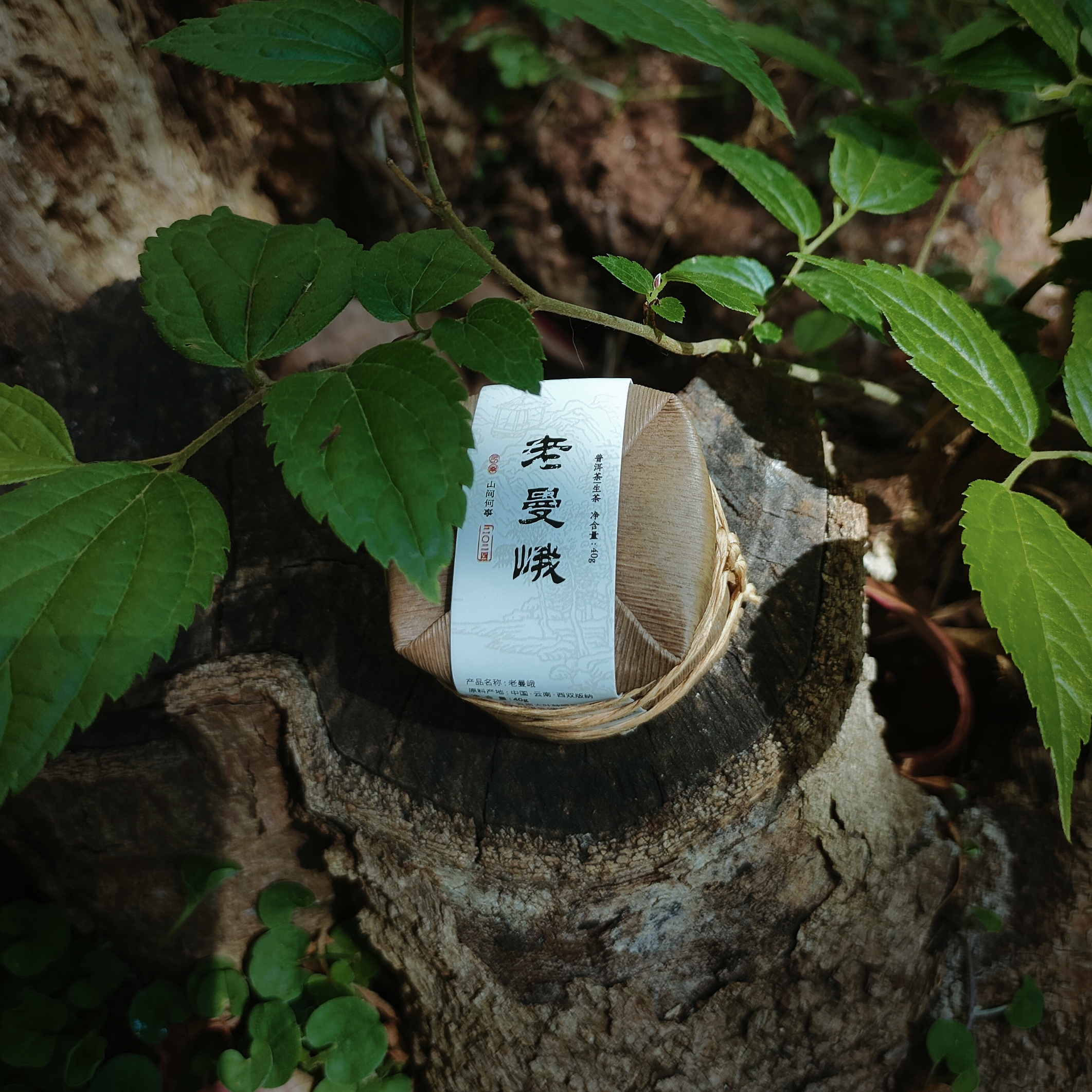 【老曼峨便携小圆片】2024老曼峨大树小笋壳普洱茶生茶40g/提