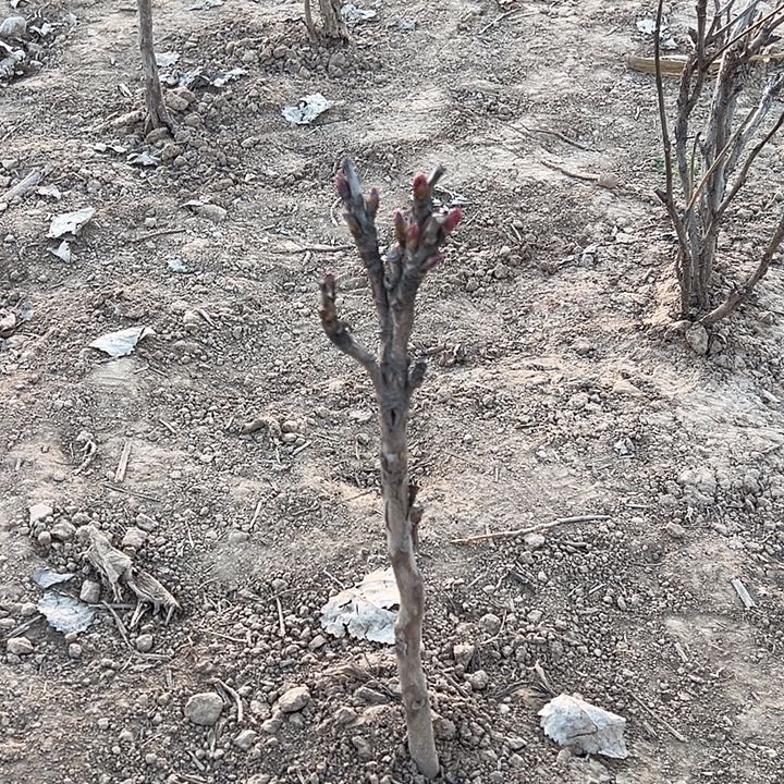 厚***！完全开放花王独杆