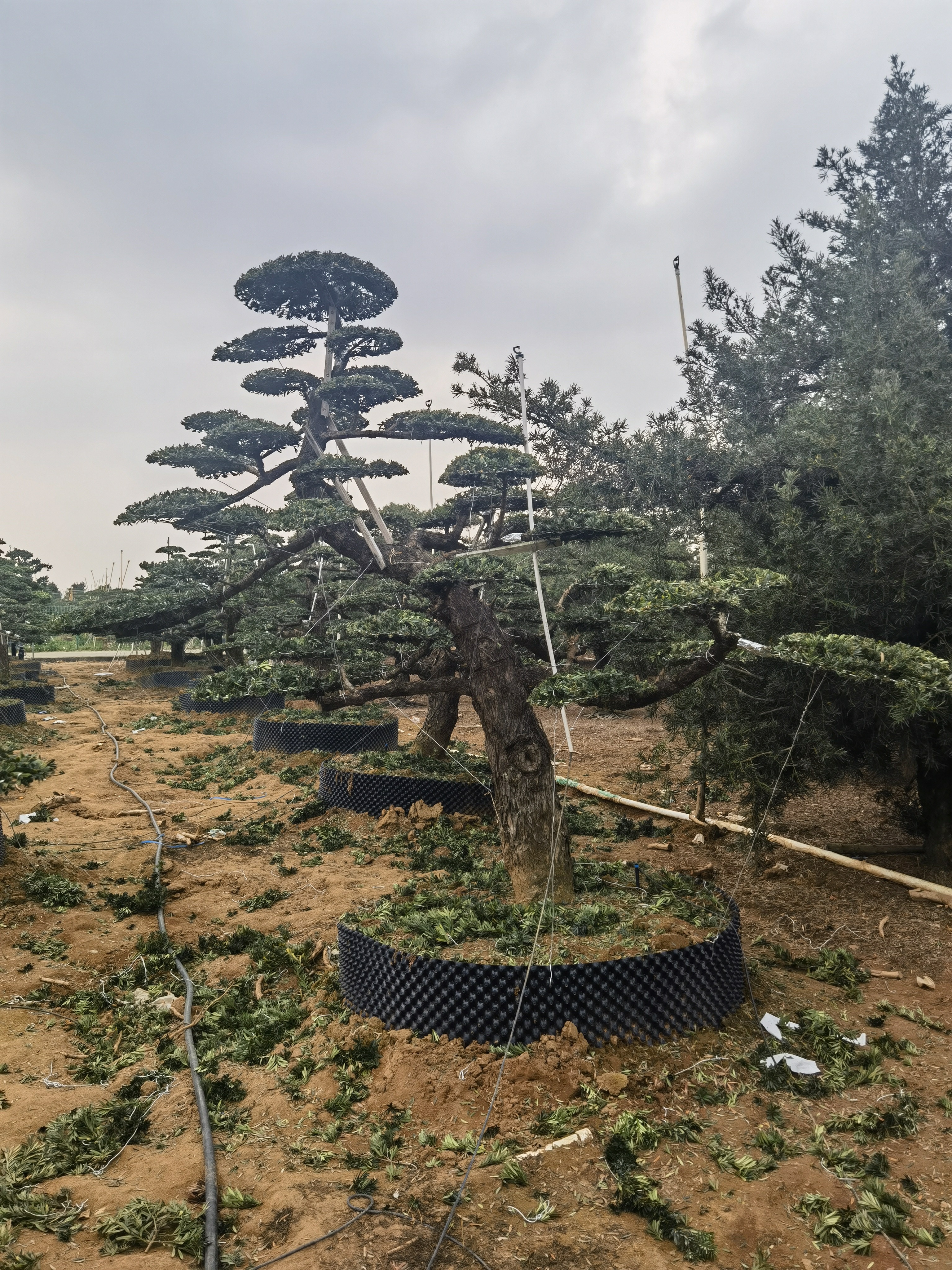 小叶翠玉罗汉松（和主播确定再拍）罗汉松盆景罗汉松树