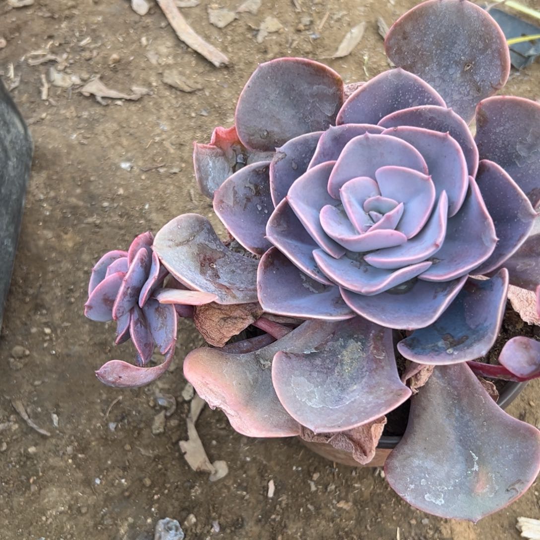 多肉植物多肉植物