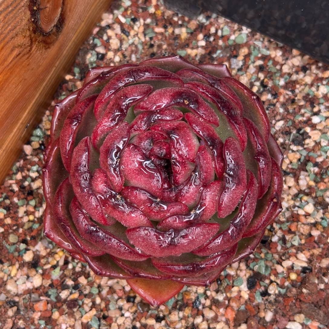 多肉一物一拍0306-血月