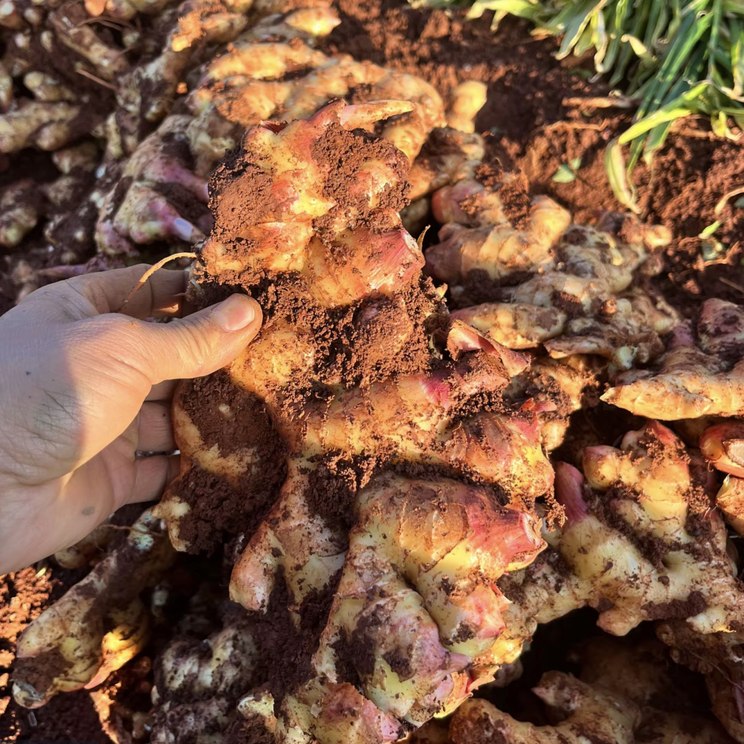 云南小黄姜，姜香味浓郁十足，肉质鲜美