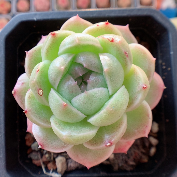 一物一拍精品多肉。  麦秆。132