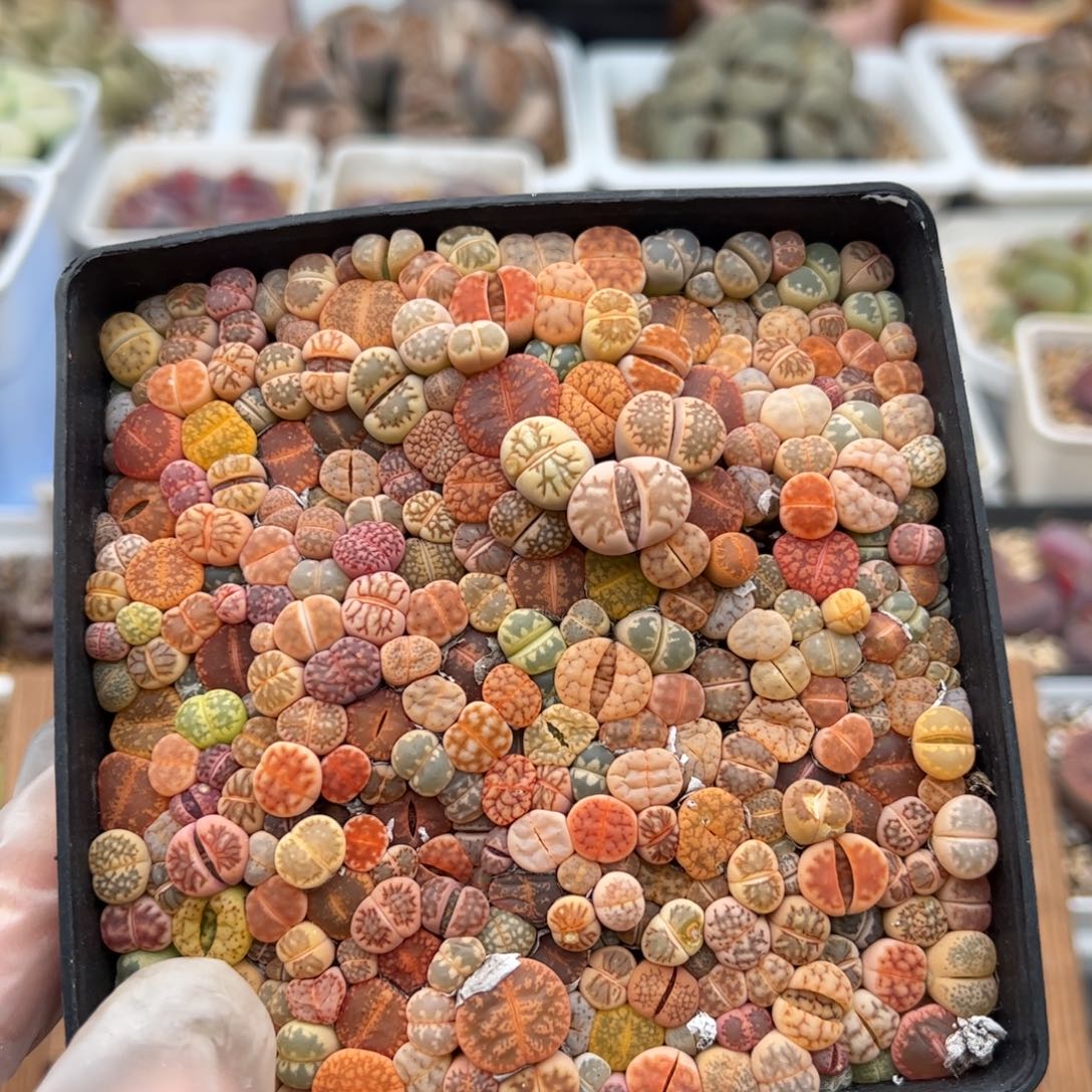 0131号一盒 多肉植物