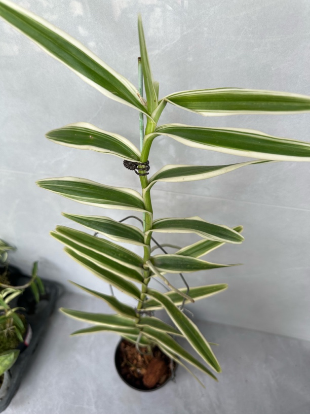 带艺的火焰兰，气生根，好样活