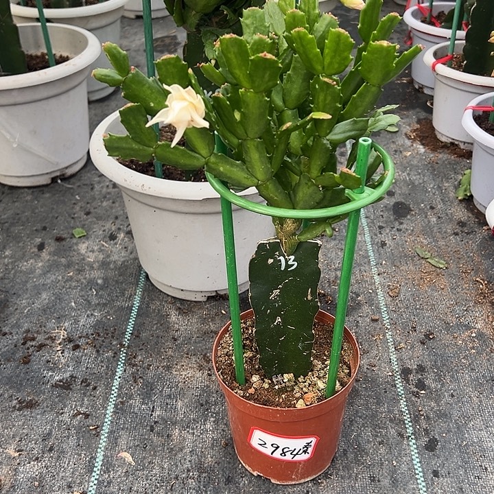 白玫瑰蟹爪兰2984