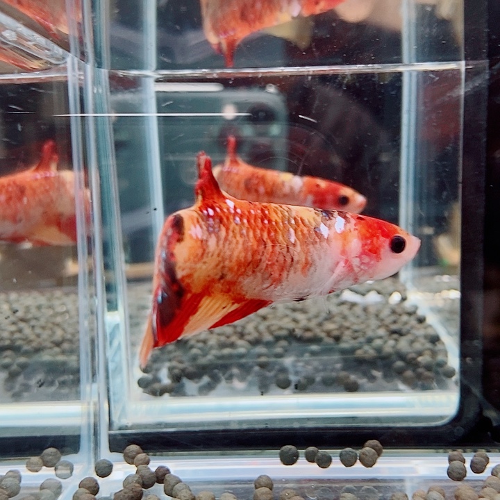 斗鱼蓝47号巨斗母