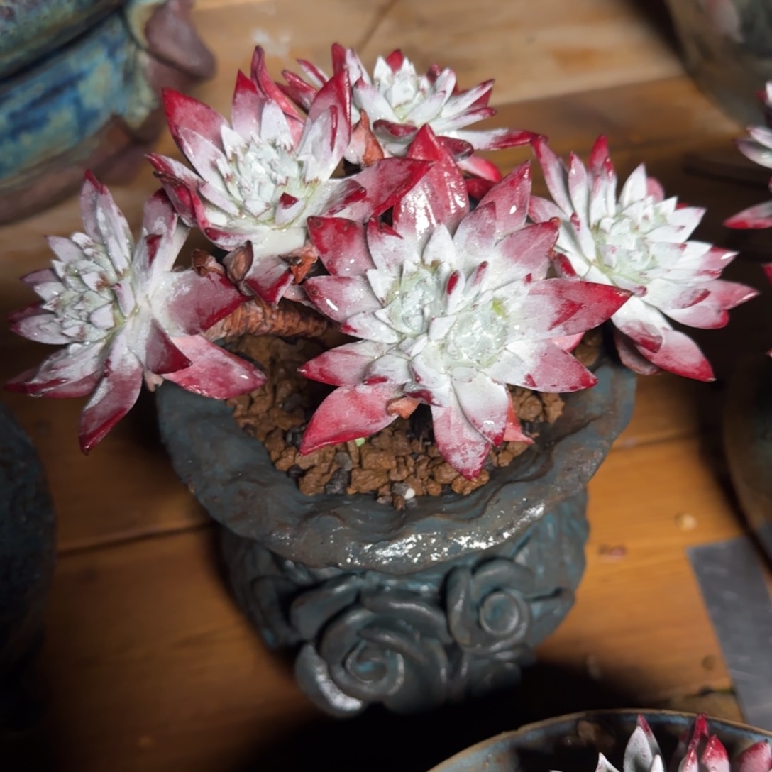 你***呀250216015流丹白豪多肉植物