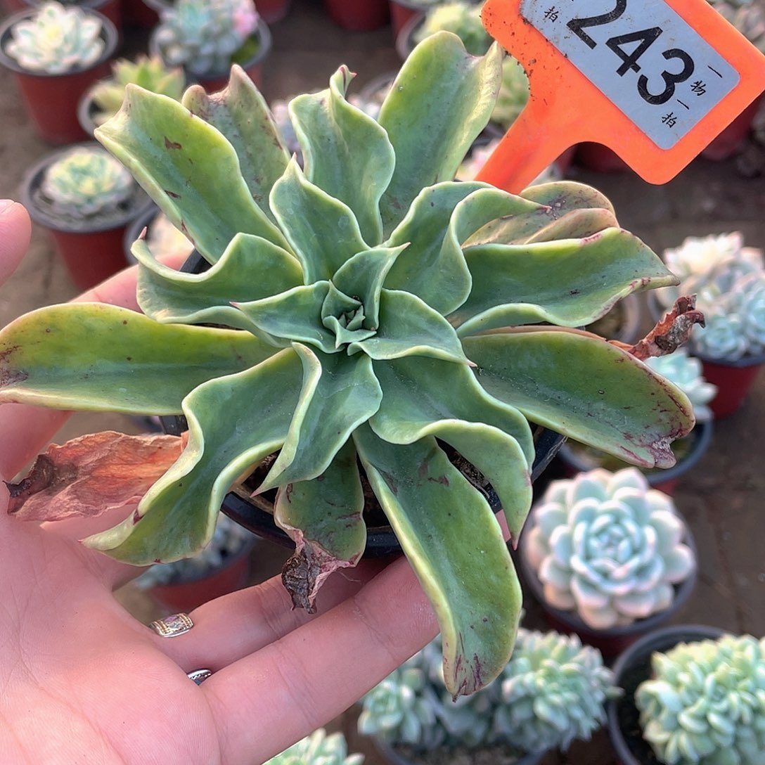 君***阁243号多肉植物盆栽