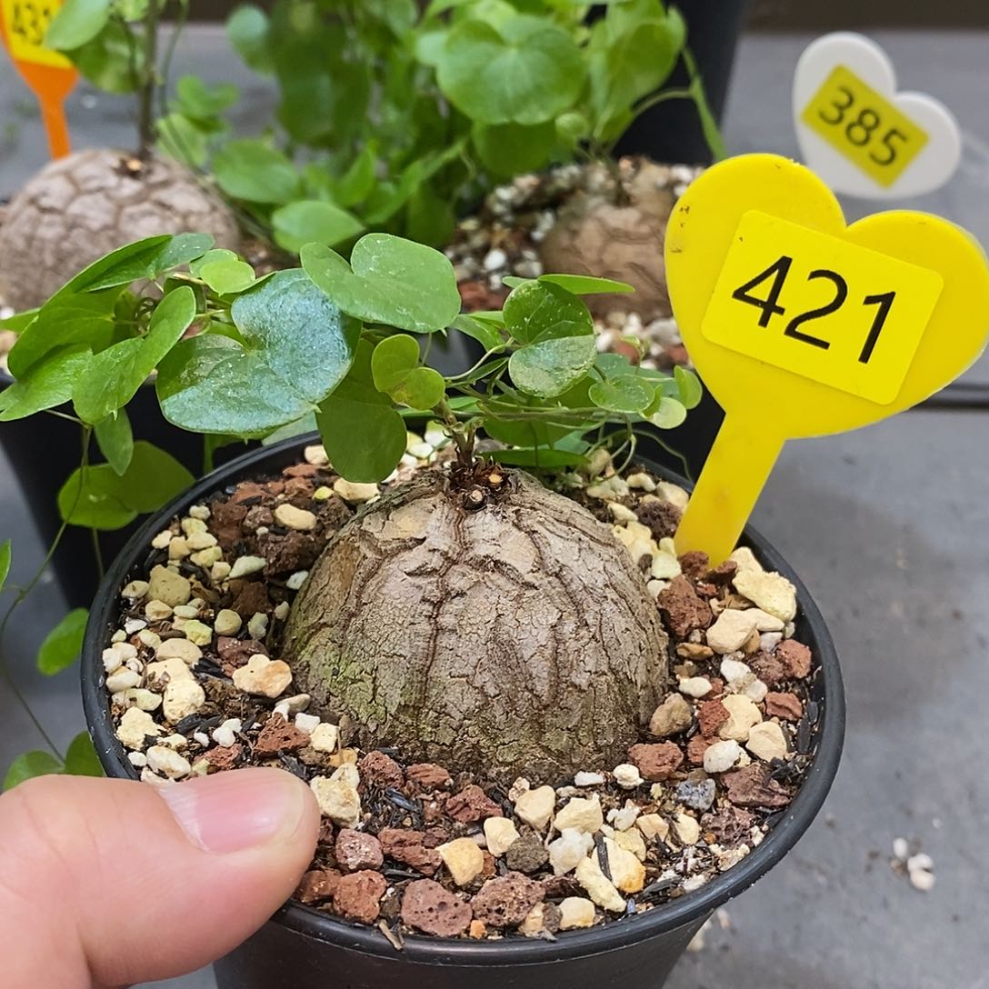 南非龟甲龙龟甲龙