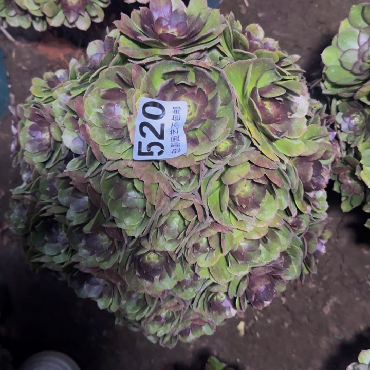 万圣节花29-56包邮花花