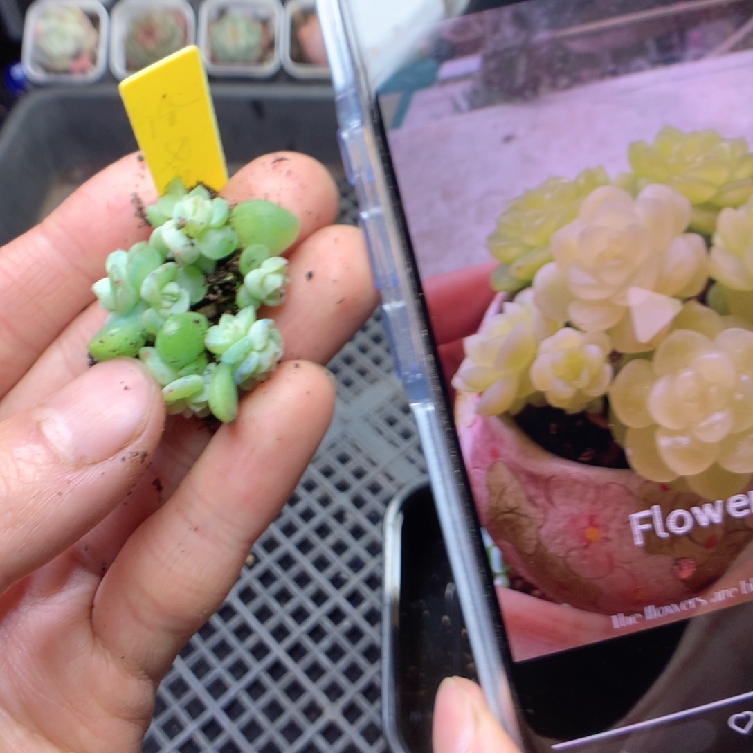 无花朵纸鸢甜心5颗量拍yyyy