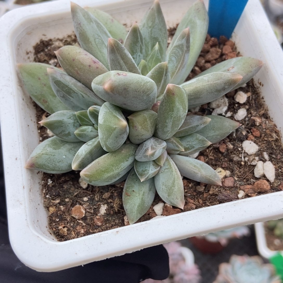 861重楼多肉植物多肉