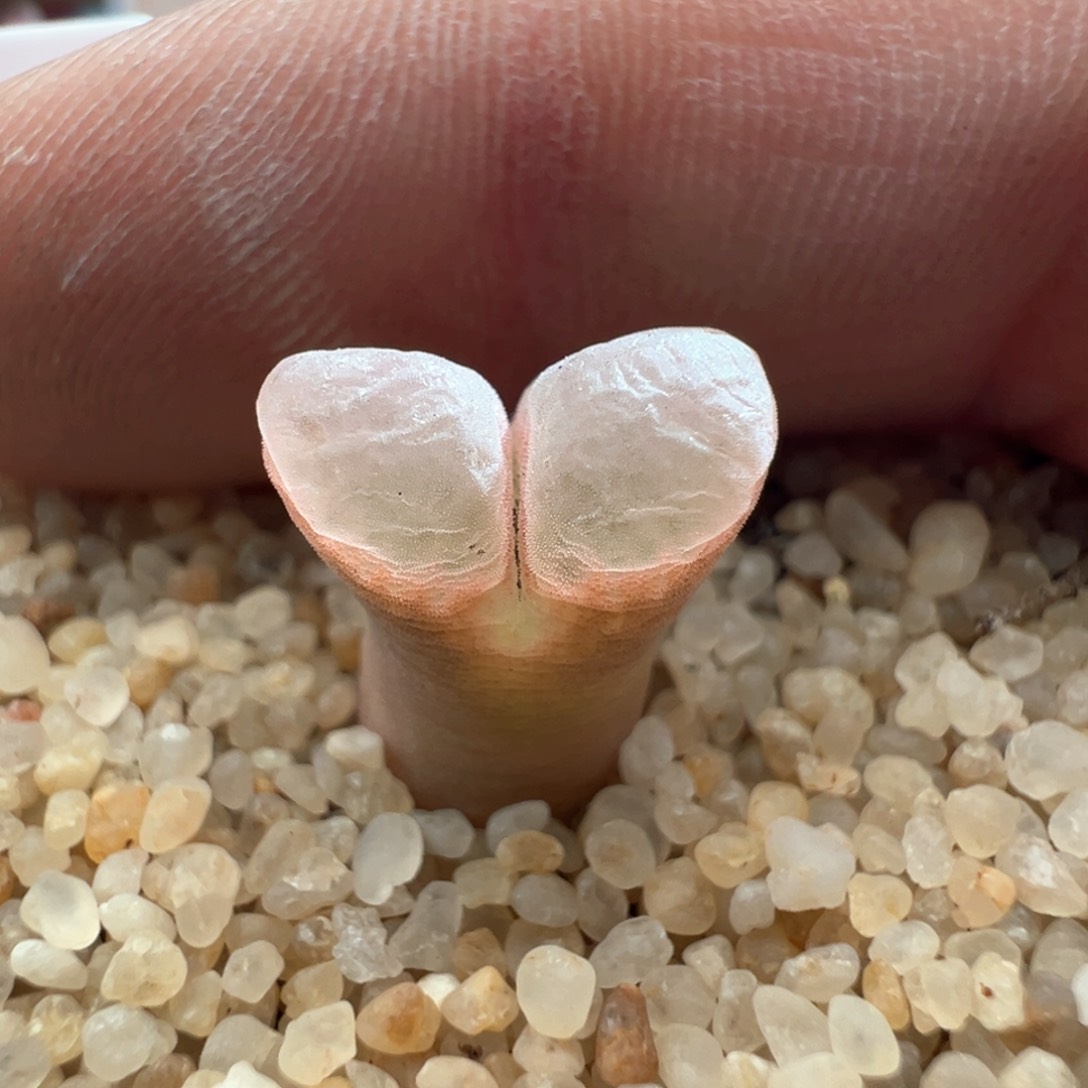 543。青蛙四年半10km粉黛风铃 小母本