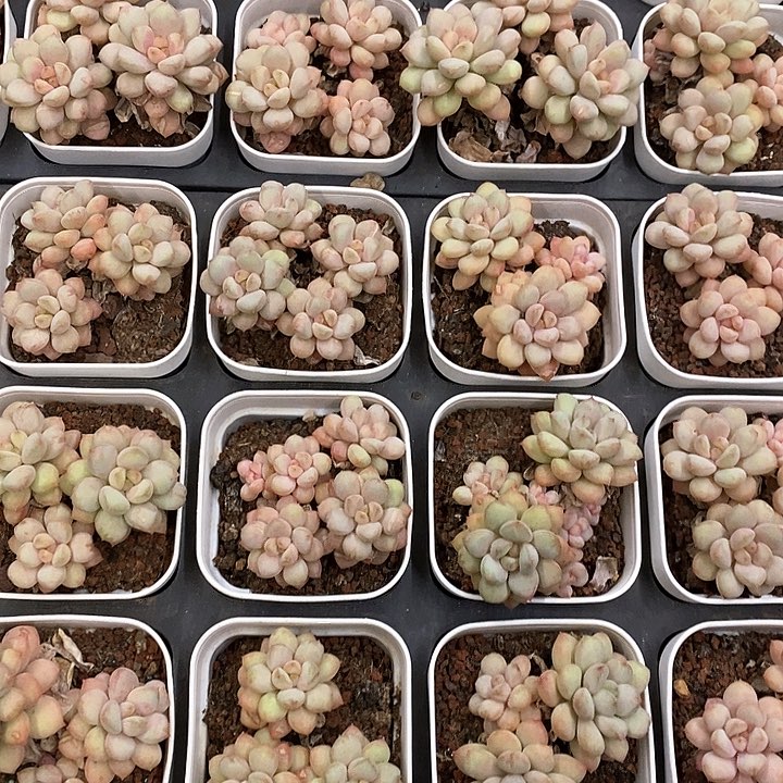 17小阳光玫瑰  群生