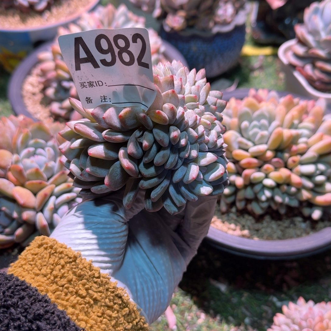 星影缀化呀呀呀呀