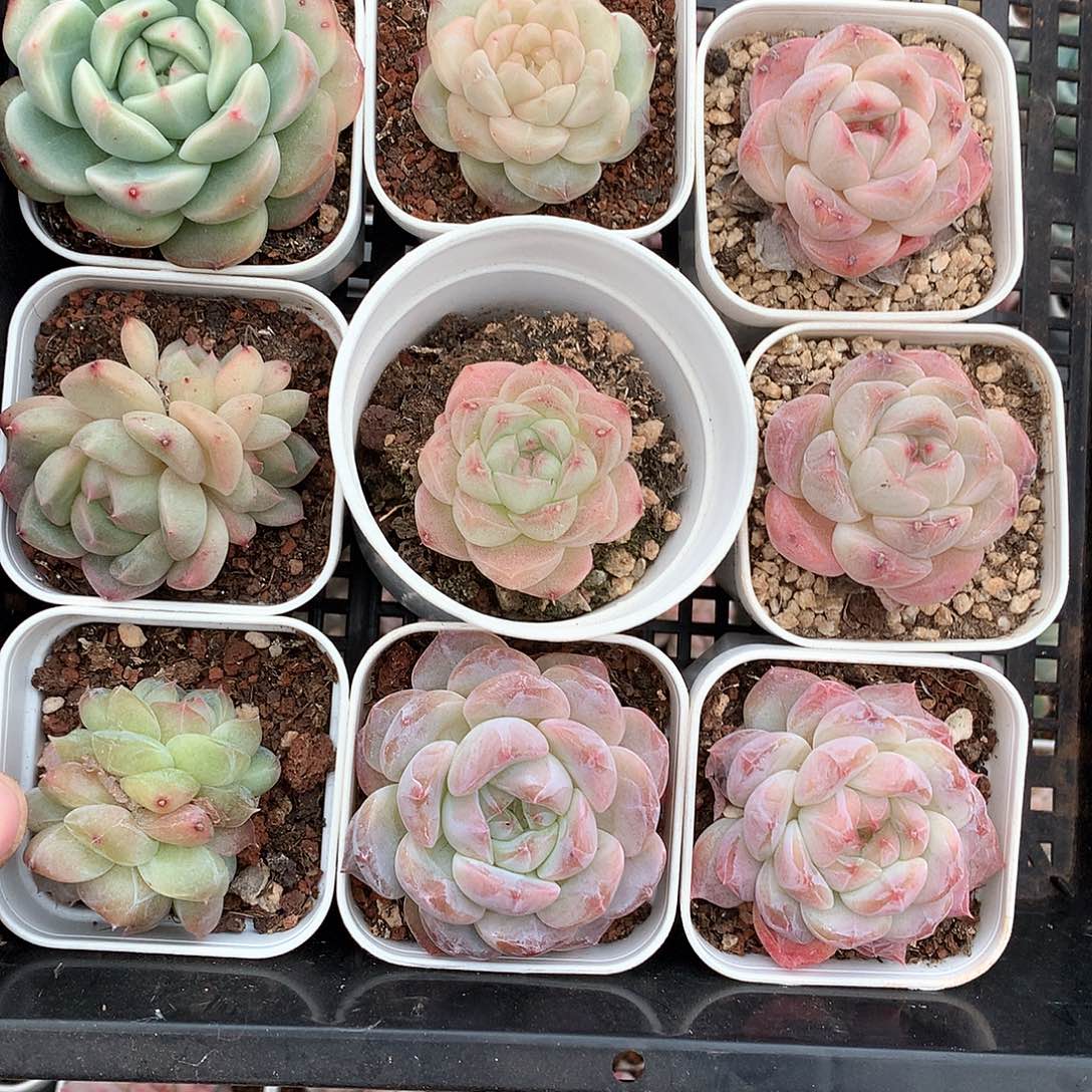 杂交糖心珍妮9颗，32号