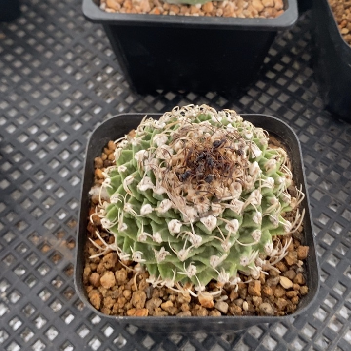 赤花娇丽，一物一拍，脱土发货