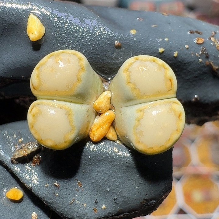 生石花2/：。紫折。 513号