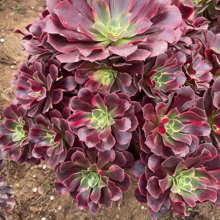 无花朵421多肉植物美杜莎