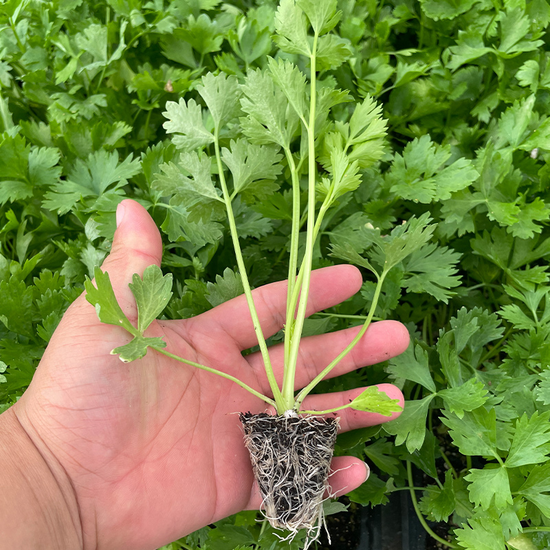 [各种芹菜苗]西芹苗根芹秧苗各种蔬菜苗白芹红芹苗
