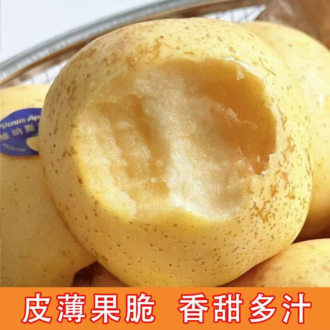 山东黄金维纳斯苹果香甜脆4.5-5斤带果绣山东省