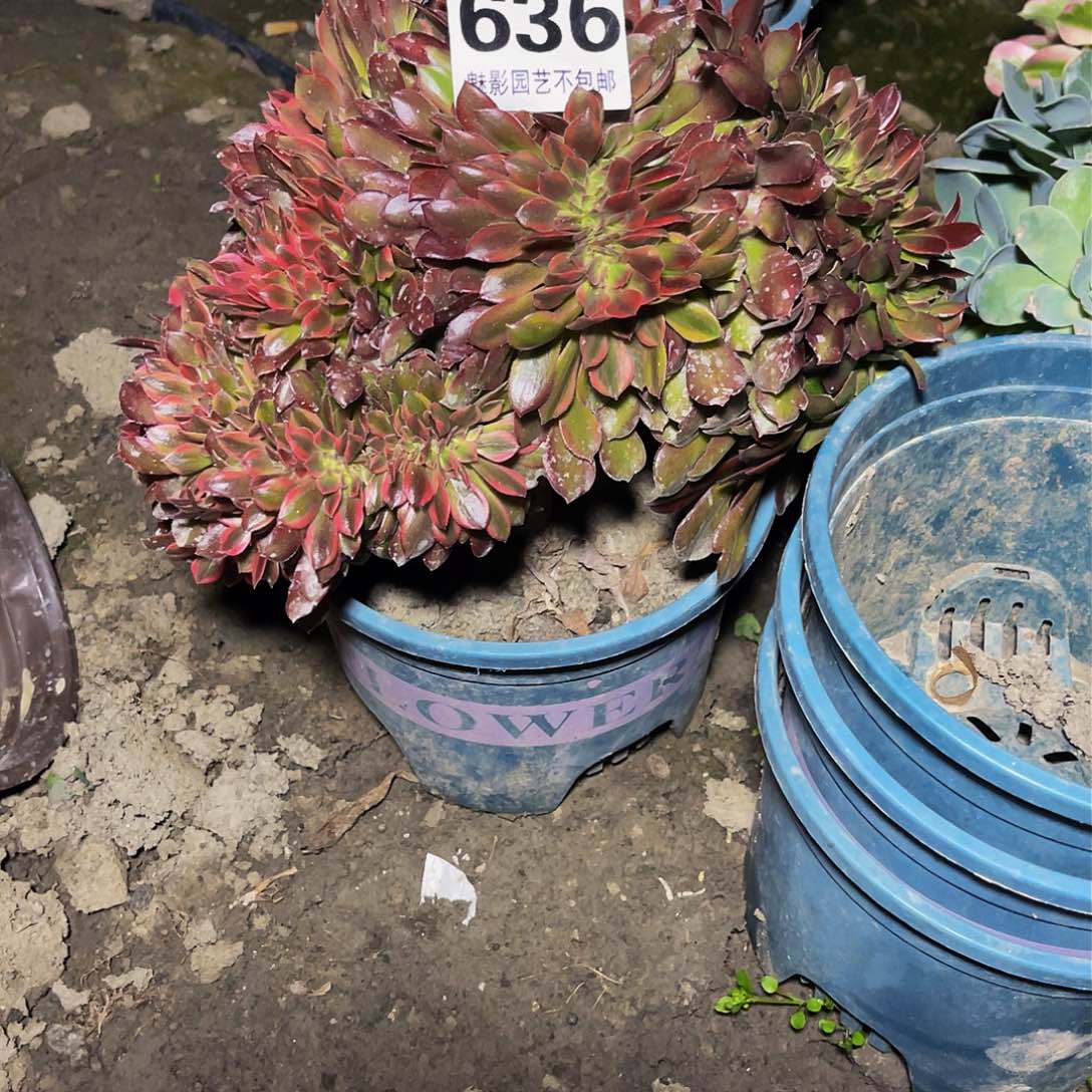 法师法师15–23包邮法师