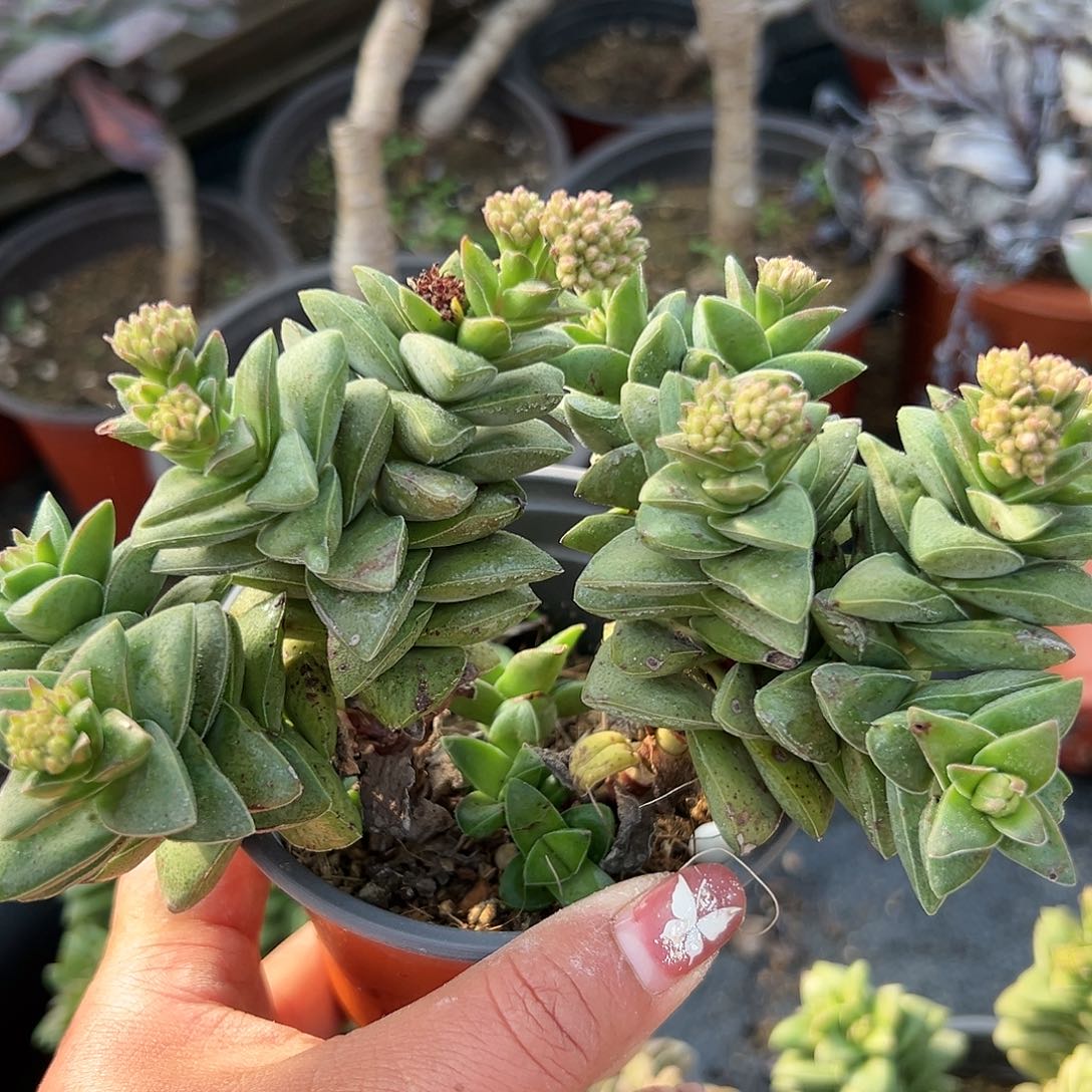 多肉植物神童开花