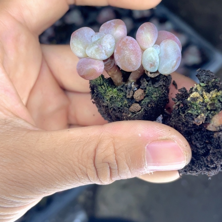 粉兔大的双头随机发满18包邮发3颗