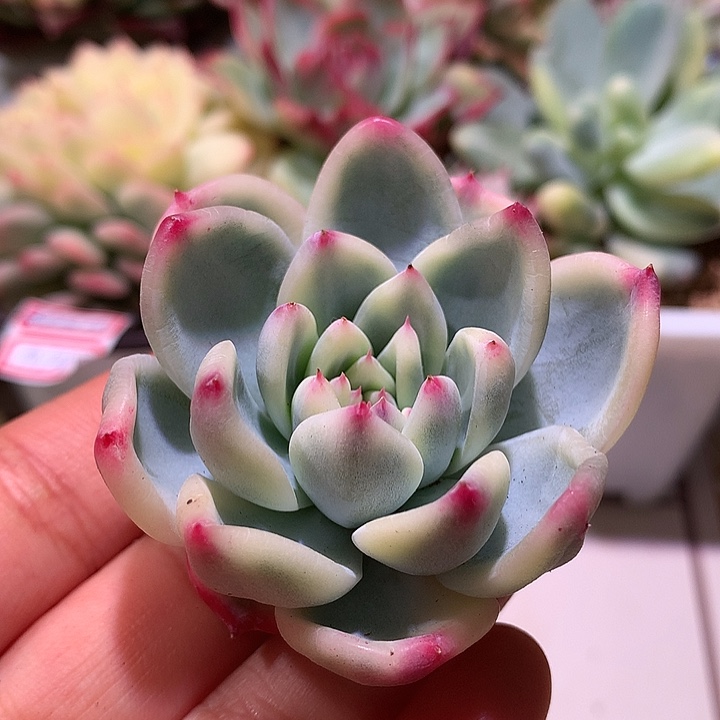拉糖锦锦腹轮锦头盖
