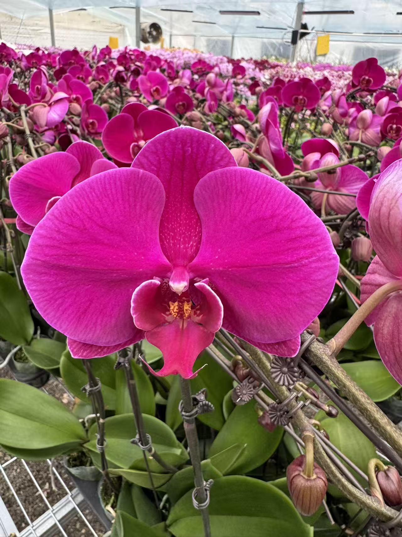 花之恋【大辣椒】蝴蝶兰鲜花