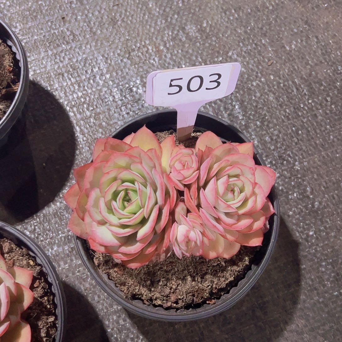 深****羊503牡丹亭12.8元元元