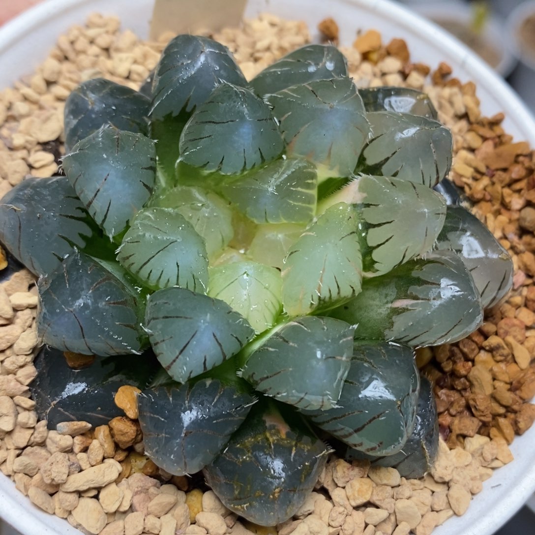 473实生三角蓝光玉露锦