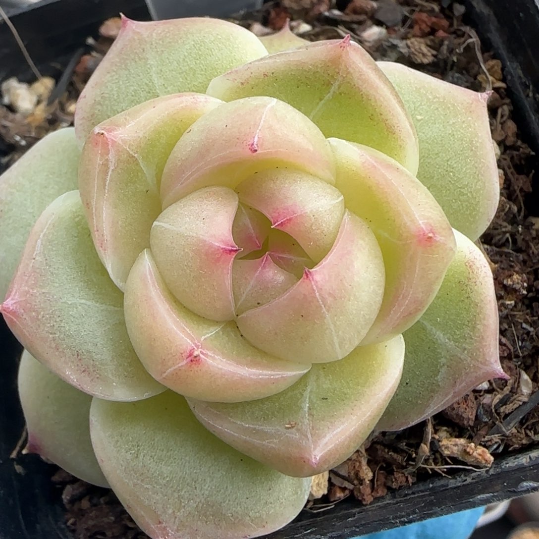 48东篱下多肉植物盆栽