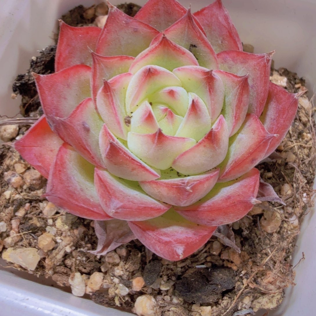 粉水晶韩版一颗福利