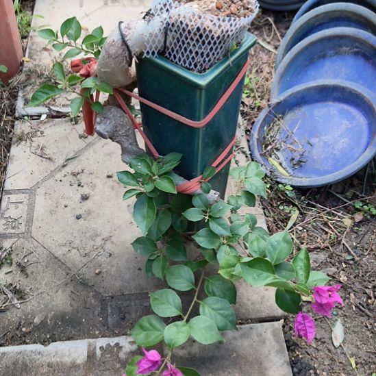 梧***桐三角梅一个带盒包邮