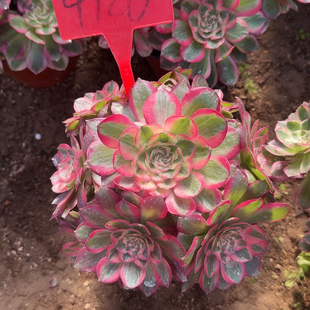 4126云荷多肉法师