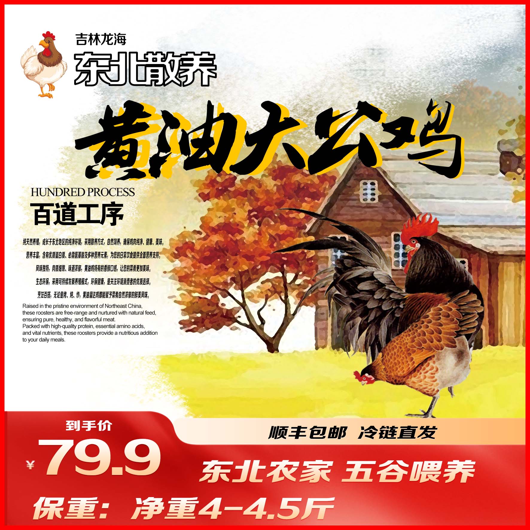 【顺丰】东北散养黄油大公鸡农村土公鸡笨鸡4斤-4.5斤笨鸡