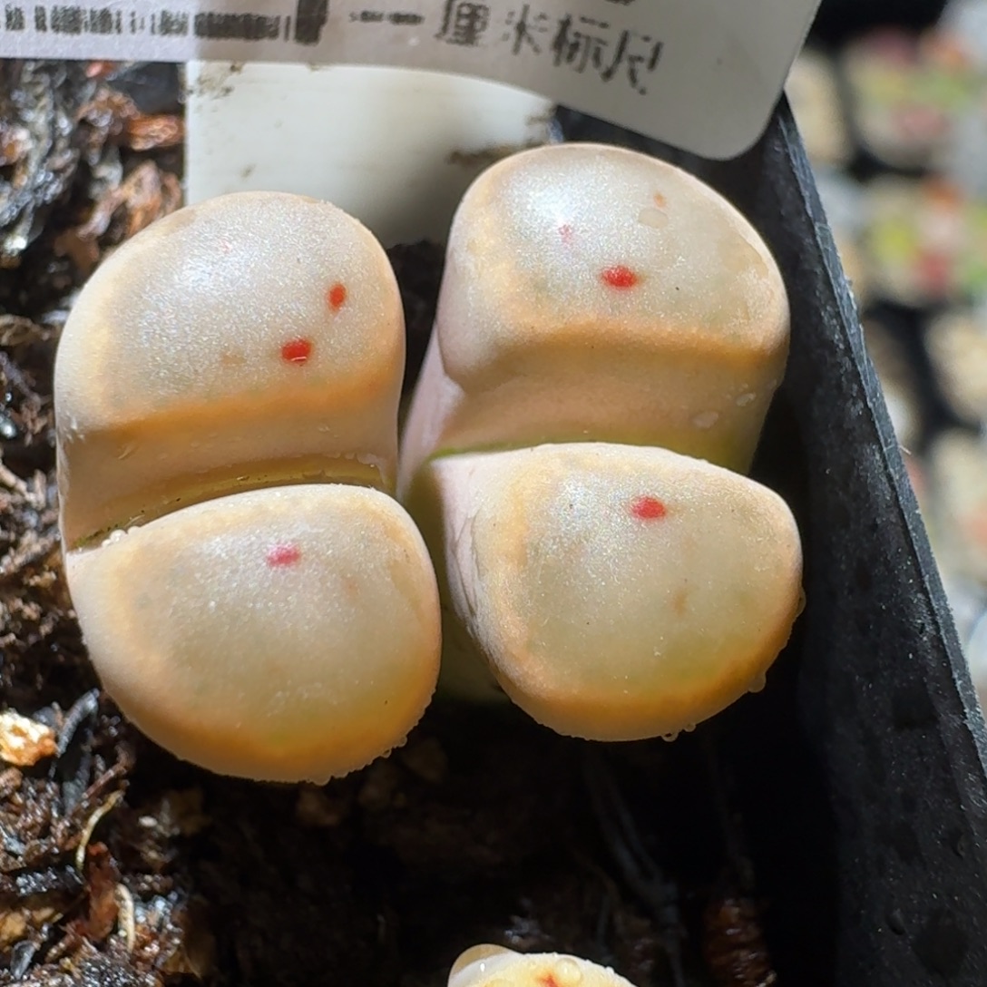 L***.高品质屁屁清清清1393