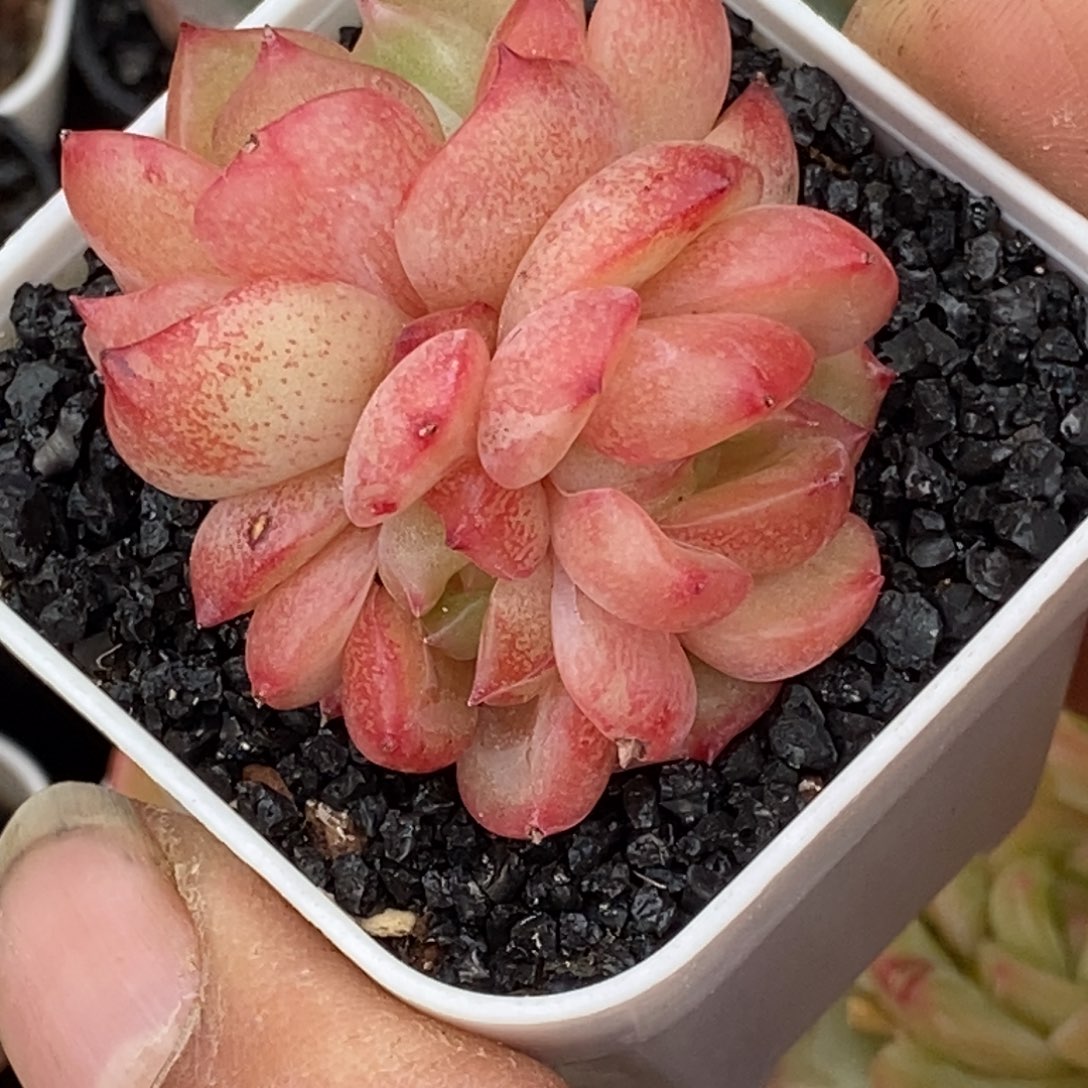 天官赐福百无禁忌