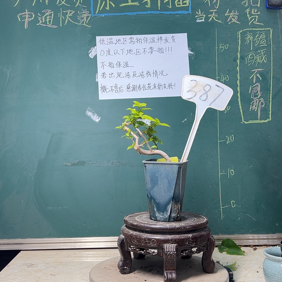 完全开放丽娜 造型 方盆 387