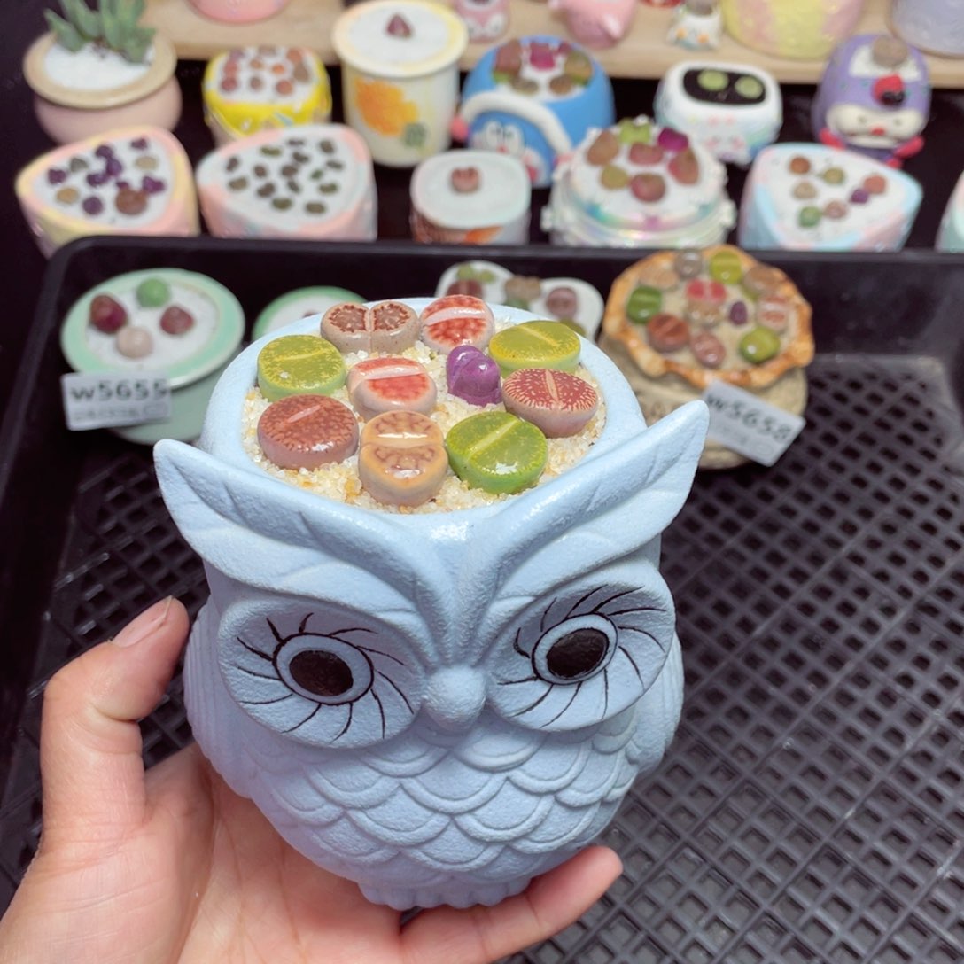 w5659 -零下地区拍保温箱-15支持寄养