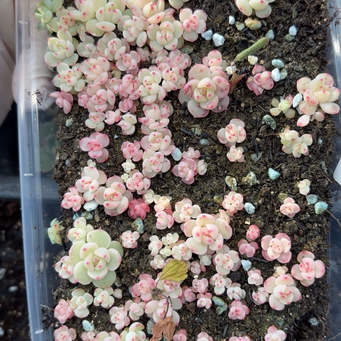 多肉植物多肉植物223