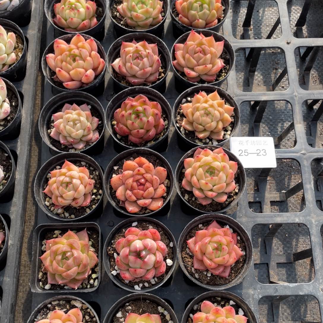 一物一拍18颗25-23